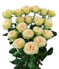 Pink Roses